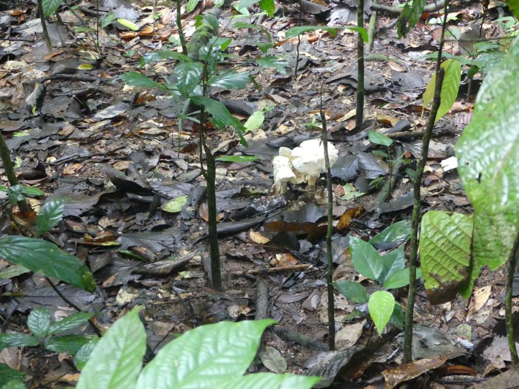 Moon mushrooms on the forest floor