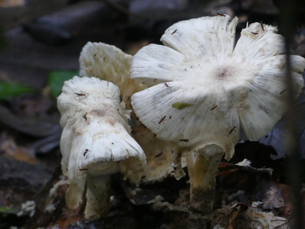 Moon mushrooms in decay