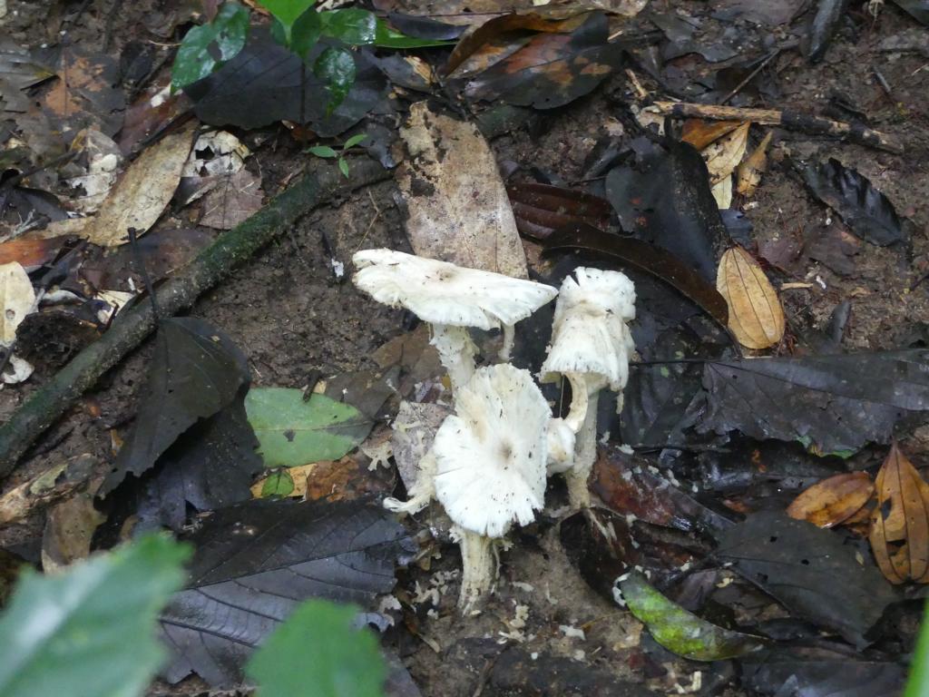 Moon mushrooms at the Royal Belum State Park, Perak, Malaysia