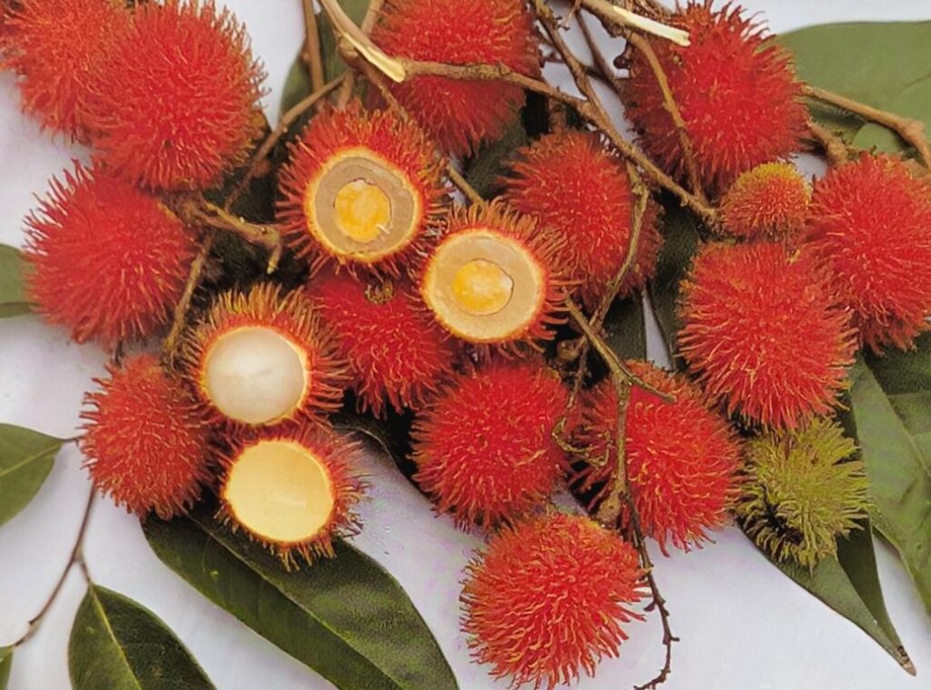 Lotong, a wild Rambutan species