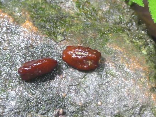Two seeds of Calmus ornatus fruits
