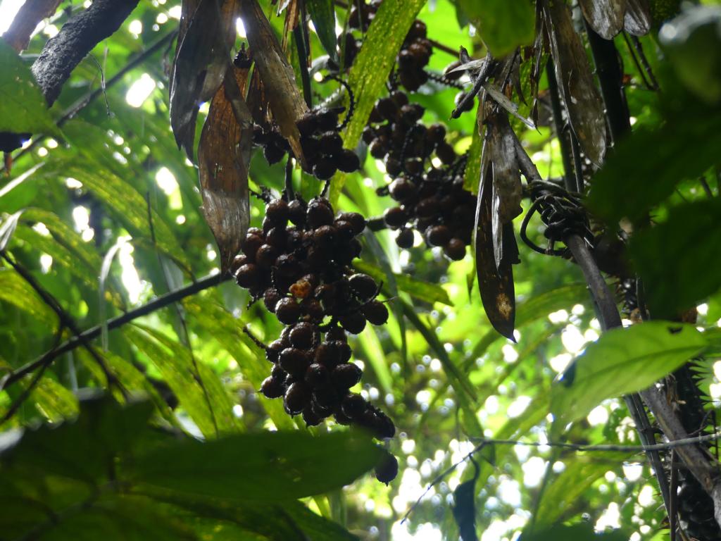 Rattan palm fruit species