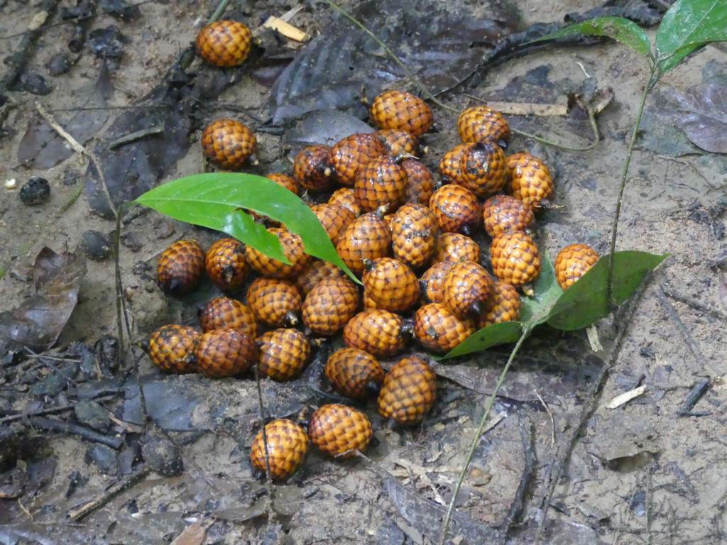 Harvested rattan palm fruits on the forest floor