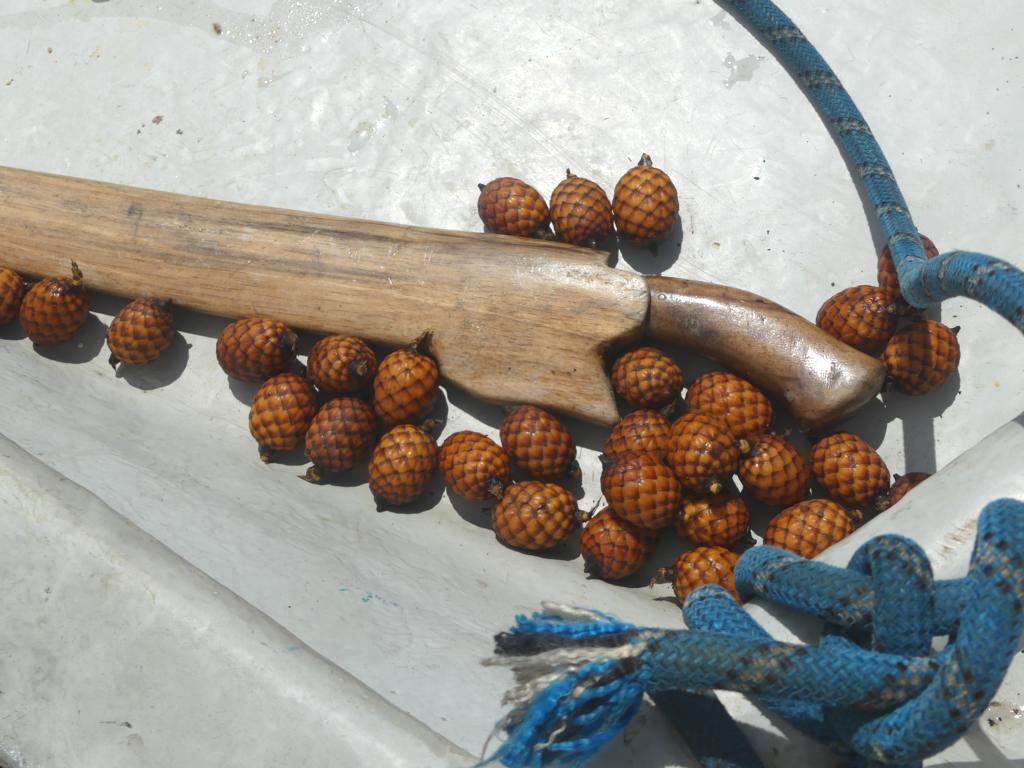 harvested rattan palm fruits in a boat, together with a Malay Parang
