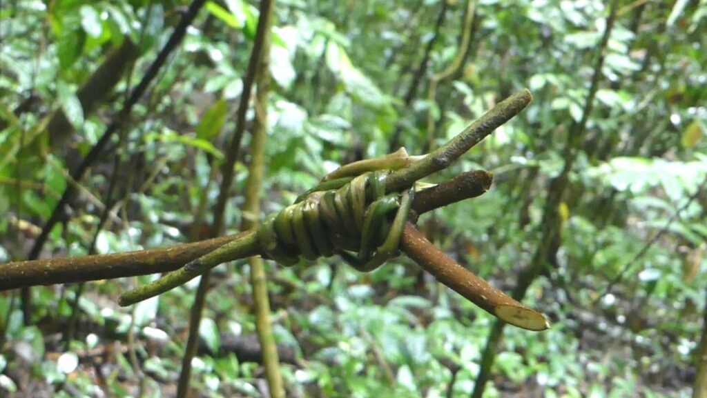 A 3-pronged whirly as harvesting tool for rattan palm fruits