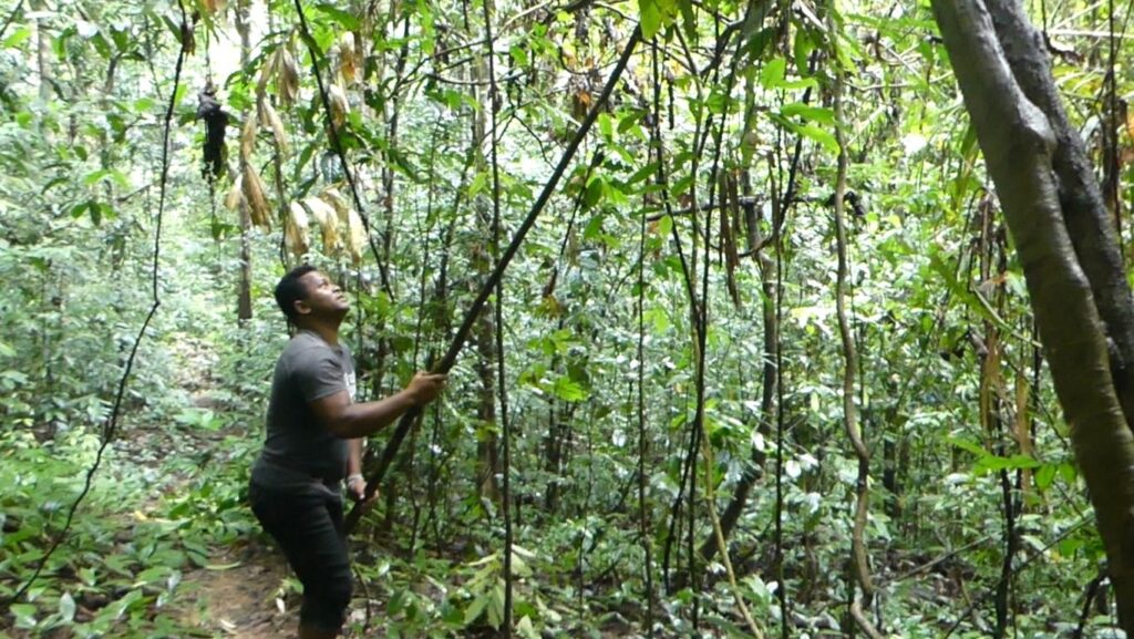 Ripping off the fruits from the rattan palm