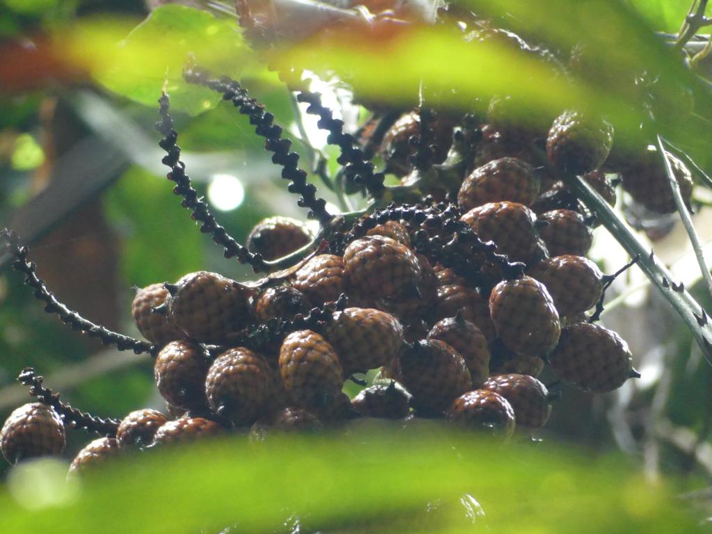 A bunch of Calmus ornatus rattan palm fruits