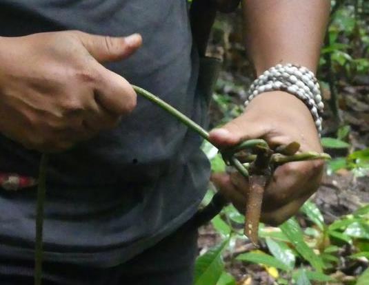 Crafting a 3-pronged whirly for harvesting rattan palm fruits
