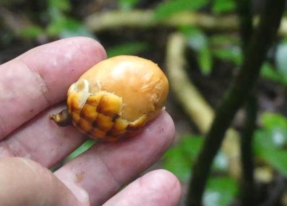 Opened fruit of Calmus ornatus rattan palm