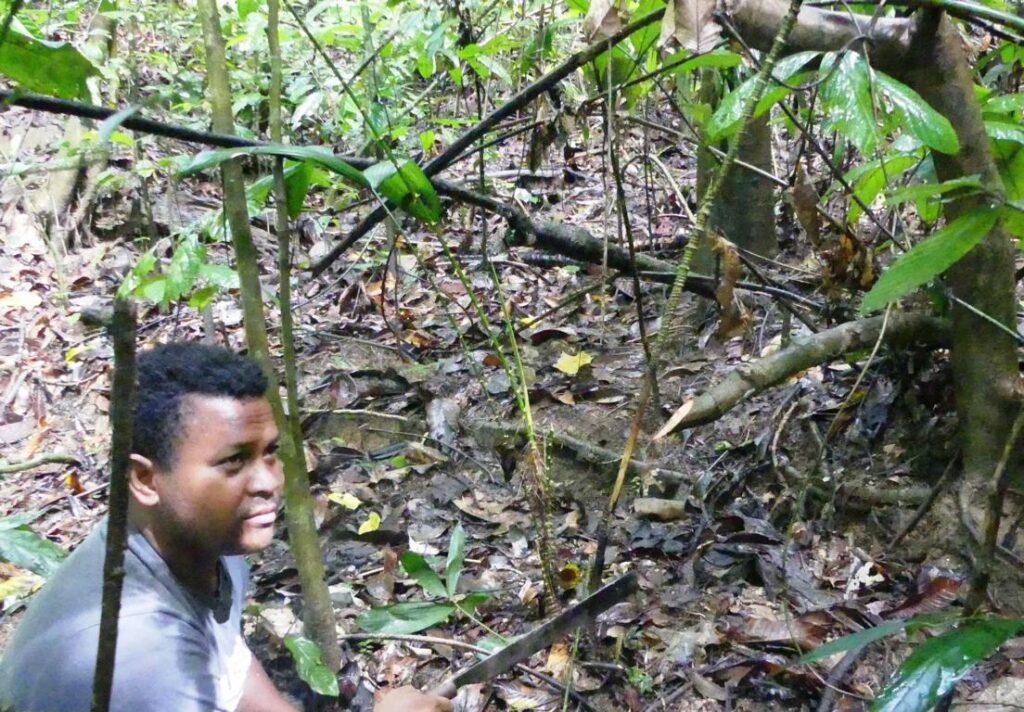 Jahai Orang Asli with young rattan palm shoots