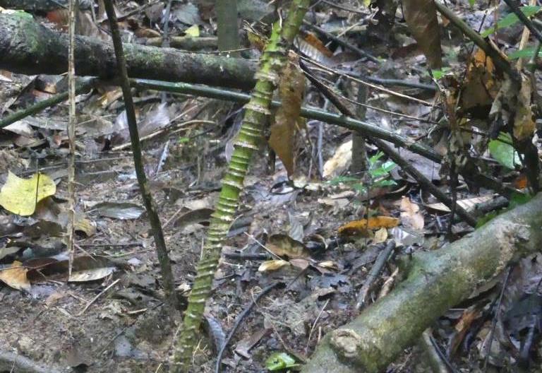 Stem of a Calamus rattan species with axial bundles