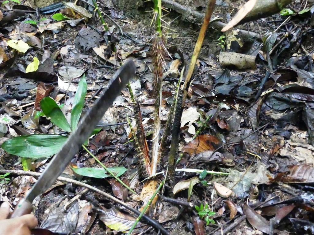 Splitting open a rattan stem to extract the palm heart