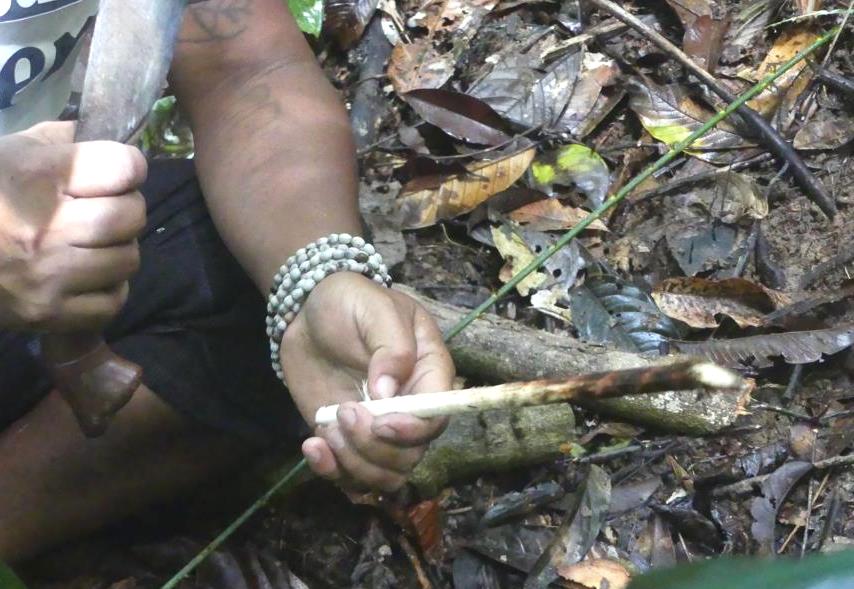 Extracted rattan palm heart