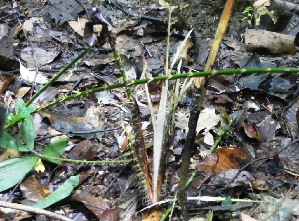 Remaining parts of the rattan seedling with a flagella across the picture