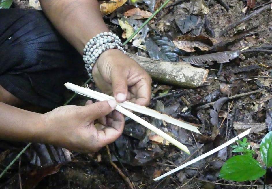 Removing stem sheets from the rattan palm heart