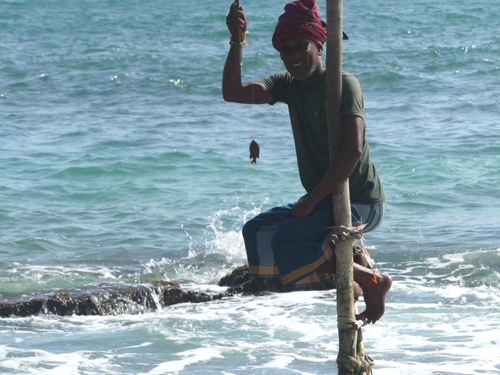 Catching a Black Damselfish when stilt fishing
