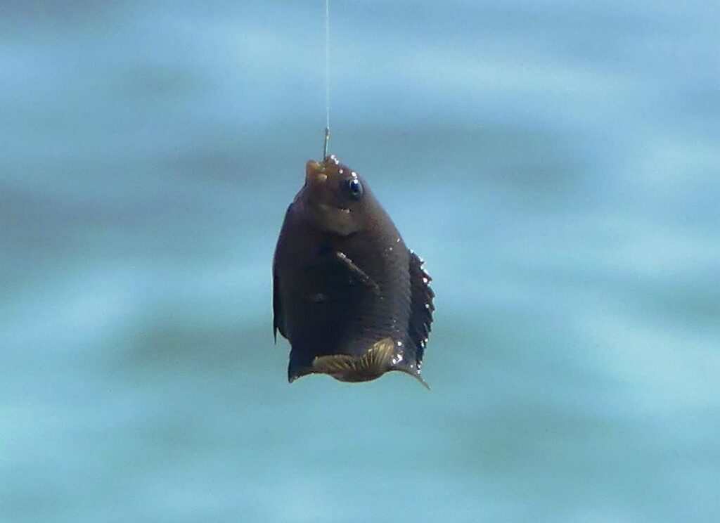 Black Damselfish caught on a hook without bait