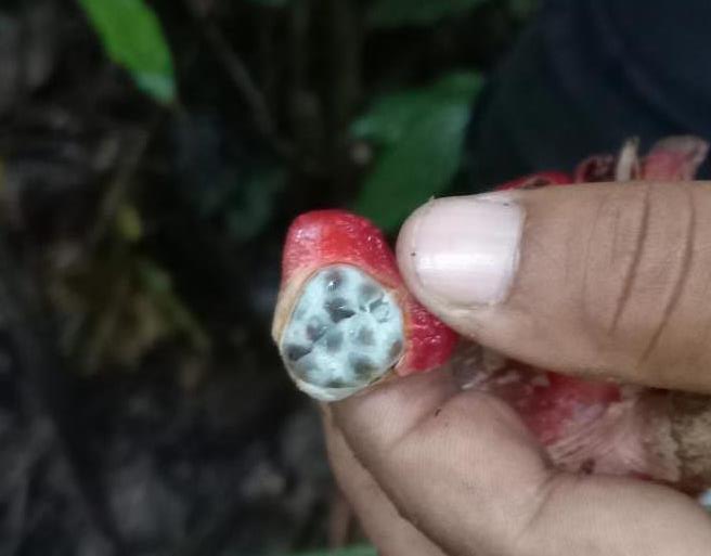 Single torch ginger berry with pulp and seeds inside