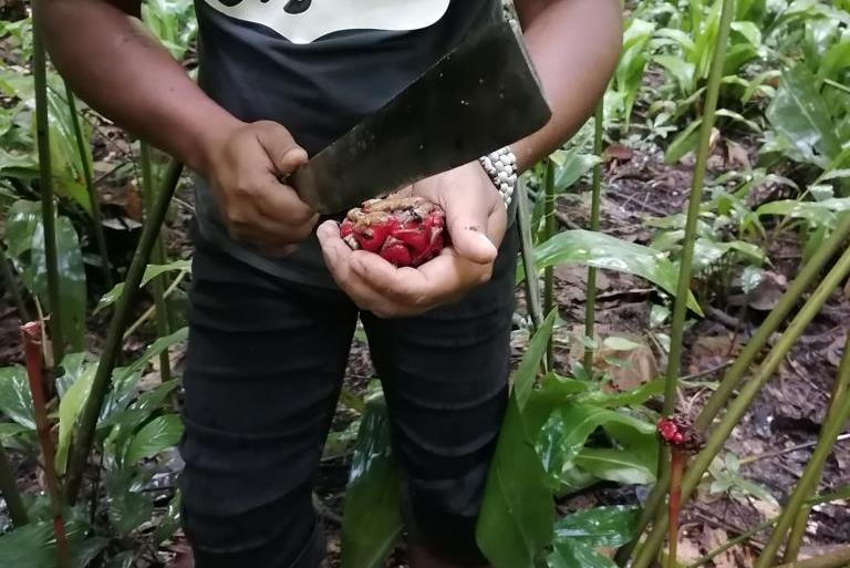 The fruit bunch will be cut open