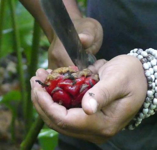 Red torch ginger fruits - Bushguide 101