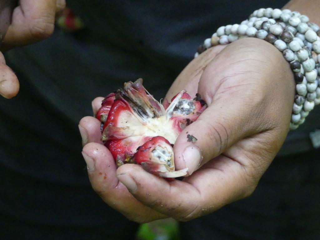 Opened torch ginger fruit
