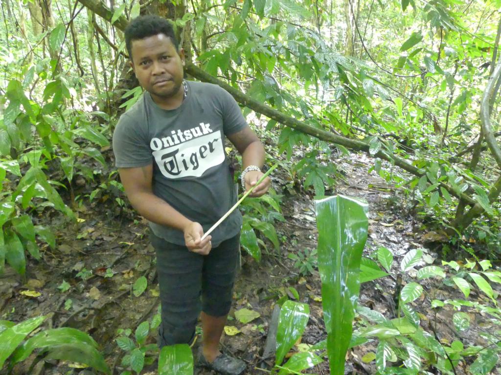 That is the ginger stalk portion ready to eat