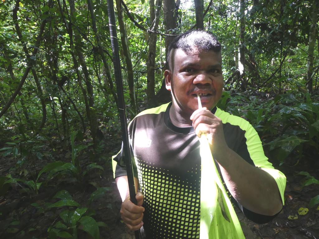 Torch ginger stalk eaten during a hunt to prevent the need for urinating