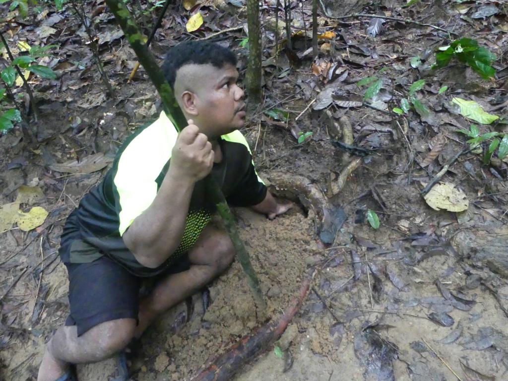 Starting to dig for wild yams