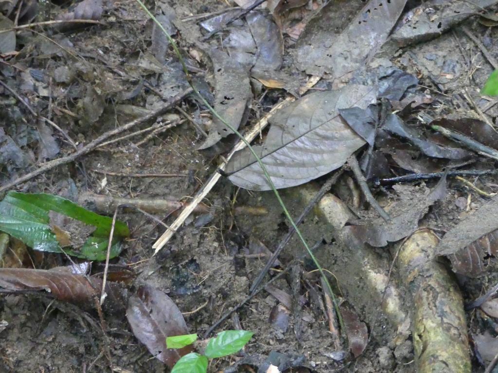 Stem of wild yams Dioscorea sp.