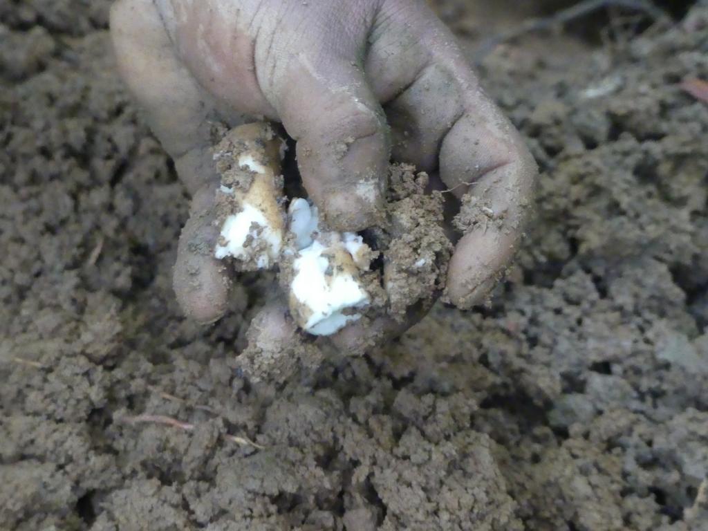 Also smaller yam pieces were harvested