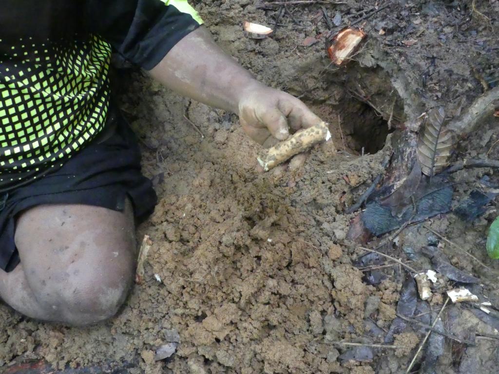 The largest wild yam piece retrieved was about 10 cm long