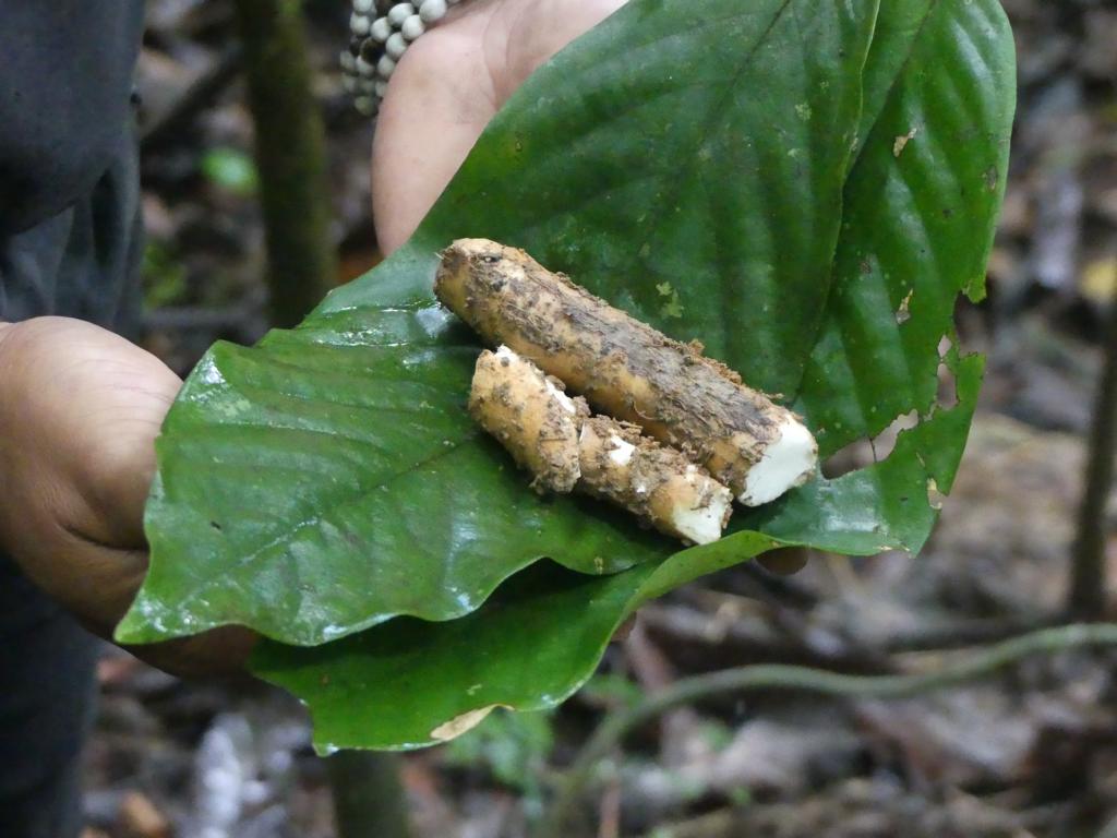 Two nice pieces of wild yam species Dioscorea orbiculata