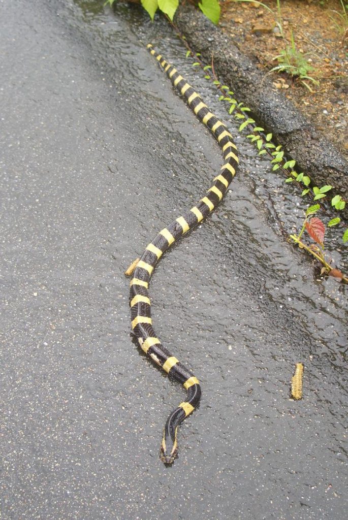 Banded Krait snake in Northern Thaqiland