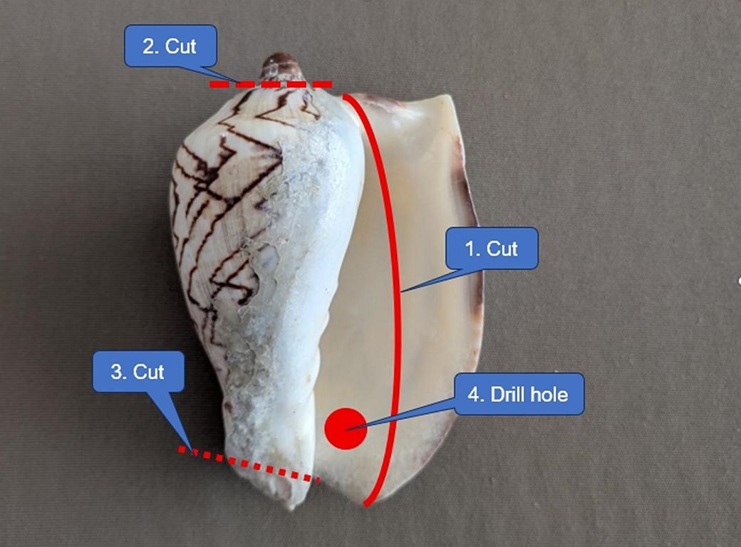 Cuts on a Noble volute conch shell for catching Marbled octopuses