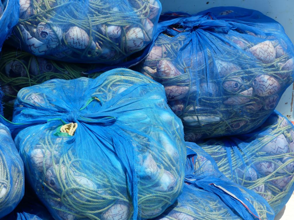 Packages of conch shells on a longline for catching Marbled octopuses