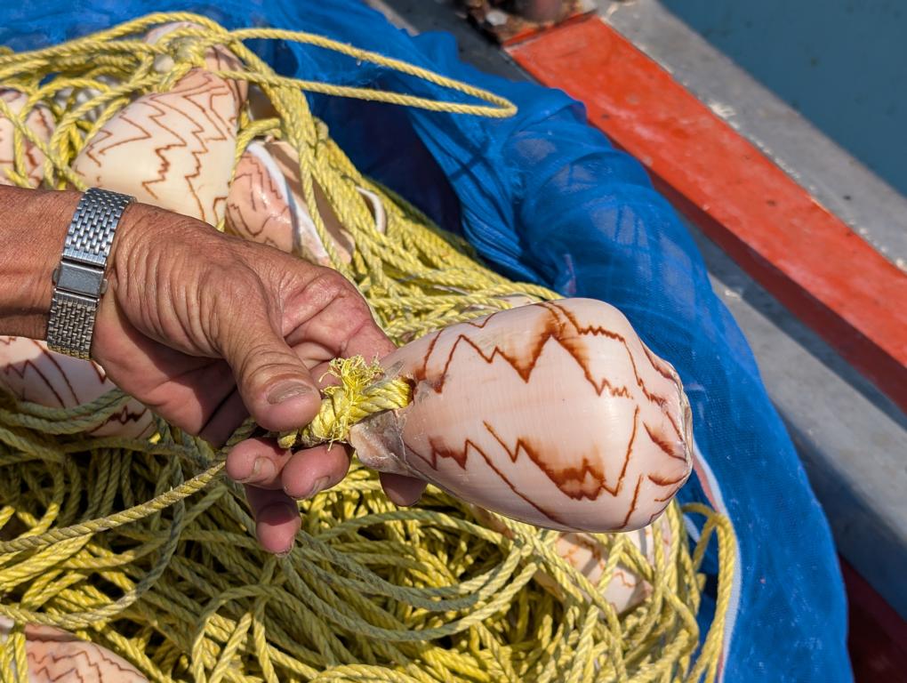 Another view of the Noble volute conch shell for catching Marbled octopuses