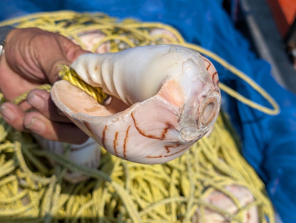 Detail of a prepared conch shell for catching Marbled octopuses