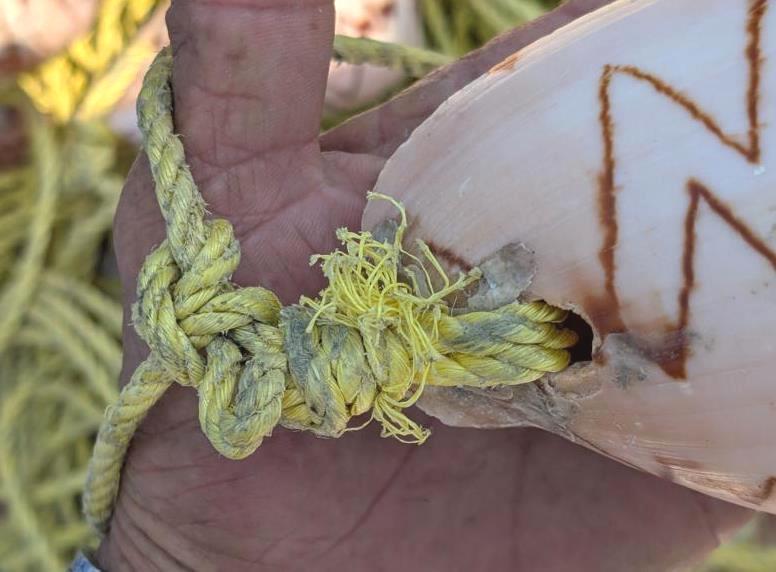 Knot to hold the conch shell to the trapline