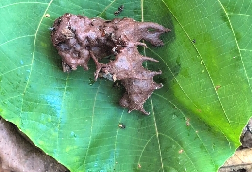 Cerumen honey pod of Dammar bees