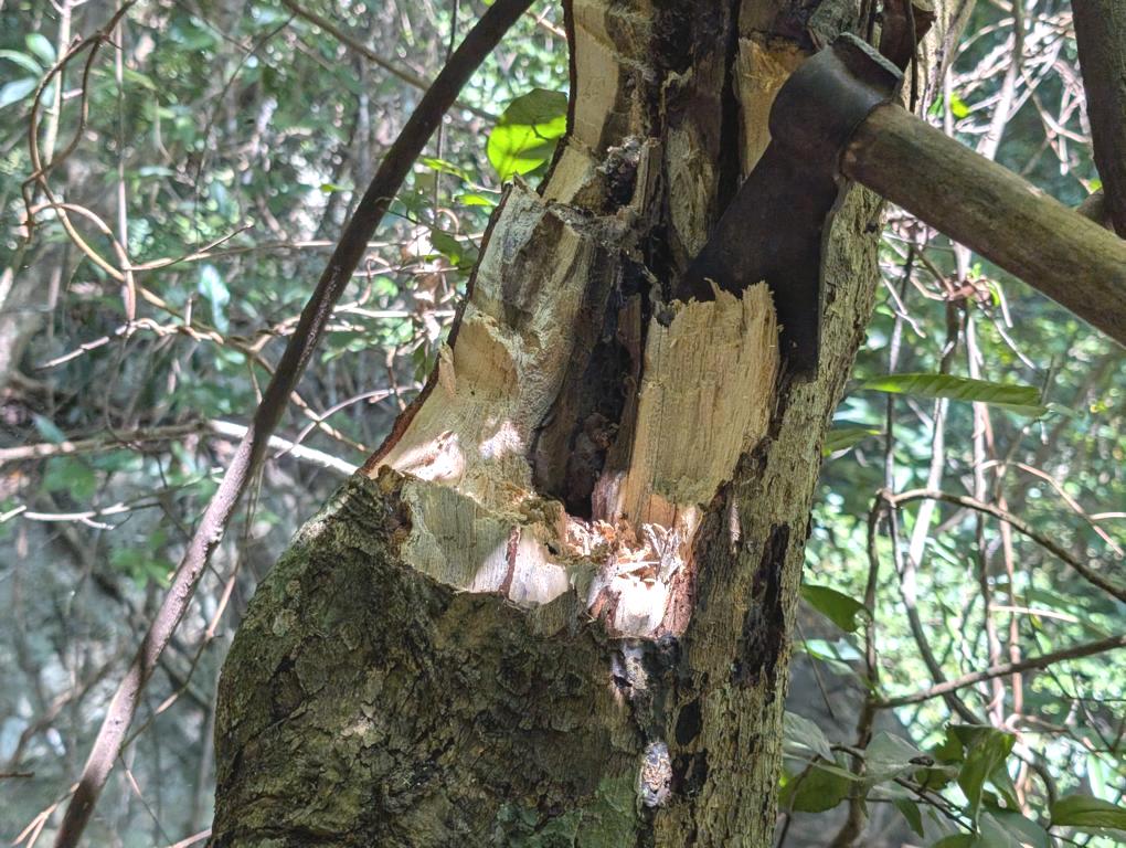 Cutting open in the Dammar bees hive
