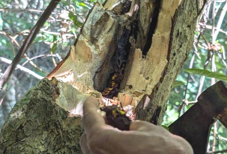 Retrieval of the honey pod of Dammar bees
