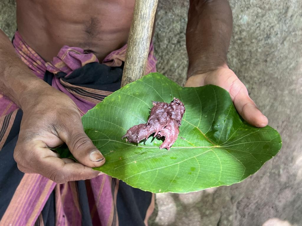 A honey pod of Dammar bees