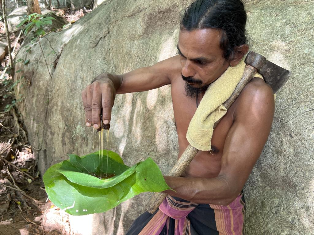 Squeezing the honey pod Dammar stingless bees