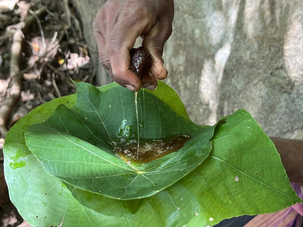 Harvesting the honey of Dammar stingless bees