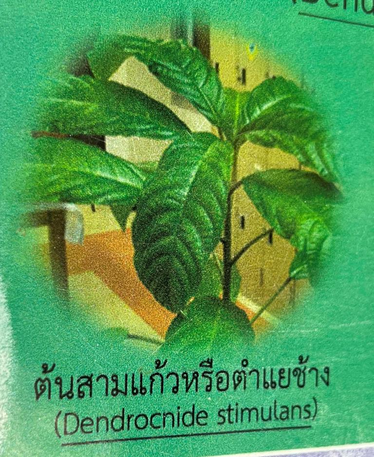 Poster showing Dendrocnide stimulans