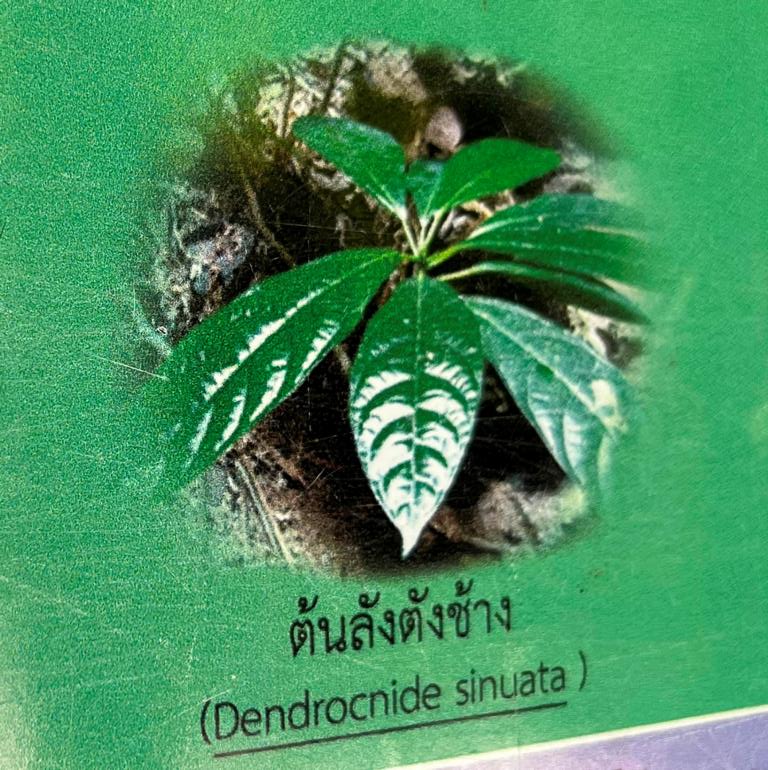 Poster showing Dendrocnide sinuata