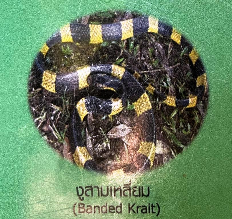 Poster showing a Banded Krait