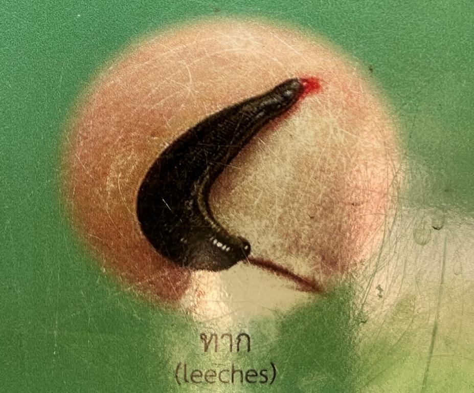 Poster showing a leech