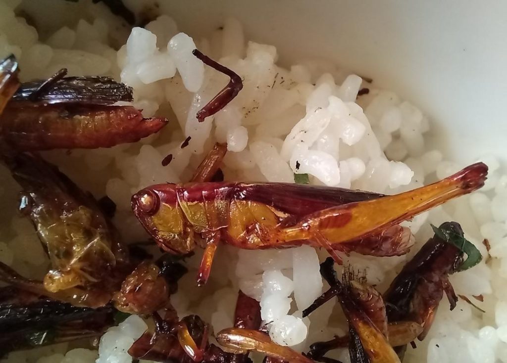 Fried Oxya chinensis grasshoppers