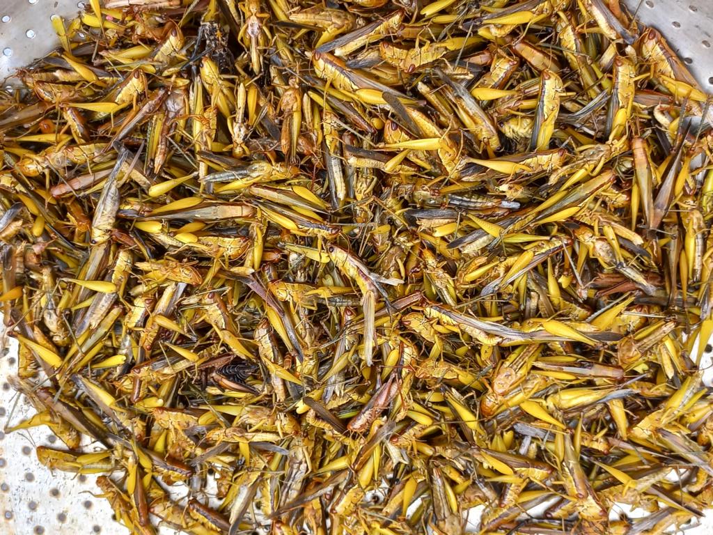 Washing the live grasshoppers